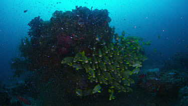 School of Ribbon Sweetlips (Plectorhinchus polytaenia) next to bommie