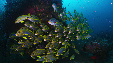 School of Ribbon Sweetlips (Plectorhinchus polytaenia) next to bommie