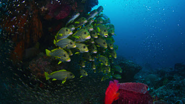 School of Ribbon Sweetlips (Plectorhinchus polytaenia) next to bommie