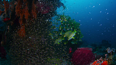 School of Ribbon Sweetlips (Plectorhinchus polytaenia) next to bommie