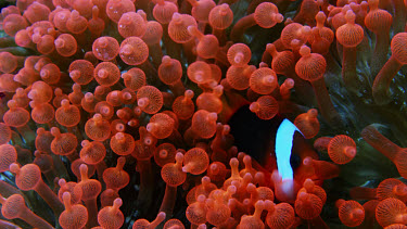 Tomato anemonefish over bright orange anemones