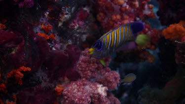 Regal Angelfish (Pygoplites diacanthus)