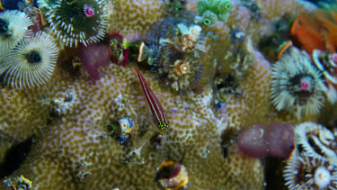 Goby among Spiral gill worms on coral