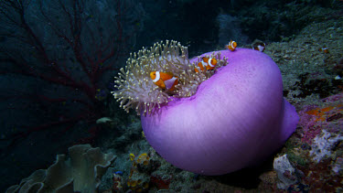 Purple Anemone wirh False Clown Anemonefish (Amphiprion ocellaris)