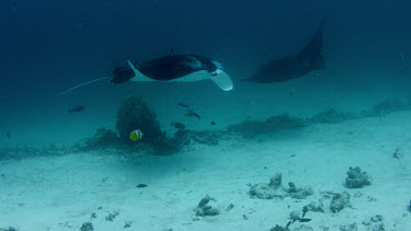 Manta Rays swim over cleaning stations