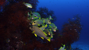 Ribbon Sweetlips (Plectorhinchus polytaenia) in Black Coral