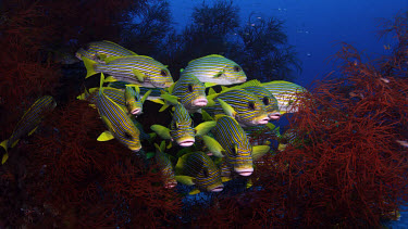 Ribbon Sweetlips (Plectorhinchus polytaenia) in Black Coral