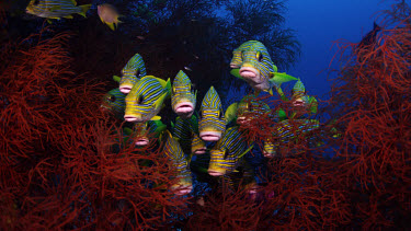 Ribbon Sweetlips (Plectorhinchus polytaenia) in Black Coral