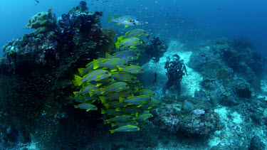 Michele photographs school of Ribbon Sweetlips (Plectorhinchus polytaenia)