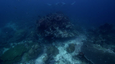 Manta Rays pass over coral reef