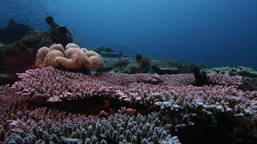 Reveal as Manta Rays pass over coral reef