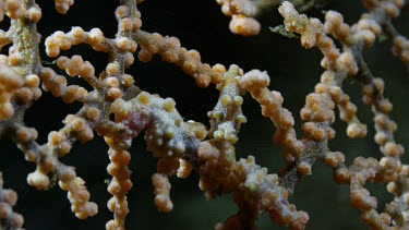 Pygmy Seahorses on yellow gorgonian (Hippocampus bargibanti)
