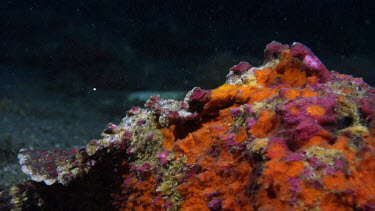 Reef Stonefish (Synanceia verucosa) dorsal spines
