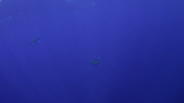 Michele Hall photographs oceanic white-tip sharks