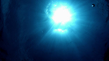 Slow motion silhouette of Oceanic White-Tip Sharks