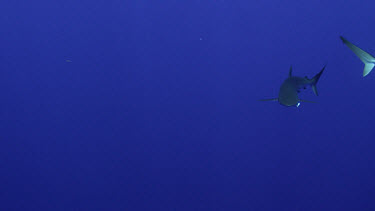 Slow motion of Silky Shark with hook in mouth