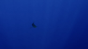 Slow motion of Silky Shark with hook in mouth