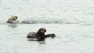 Mother and Baby Sea Otters, Morro Bay, CA