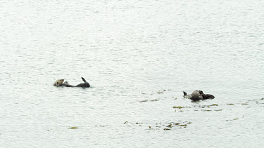 Mother and Baby Sea Otters, Morro Bay, CA
