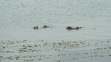 Sea Otter grooming his fur, Morro Bay, CA