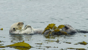 Sea Otter grooming his fur, Morro Bay, CA