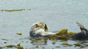 Sea Otter grooming his fur, Morro Bay, CA