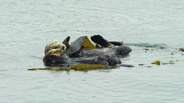 Mother and Baby Sea Otters, Morro Bay, CA