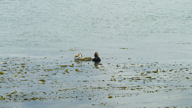 Sea Otter grooming his fur, Morro Bay, CA