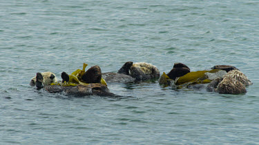 Group of Sea Otters sleeping, Morro Bay, CA