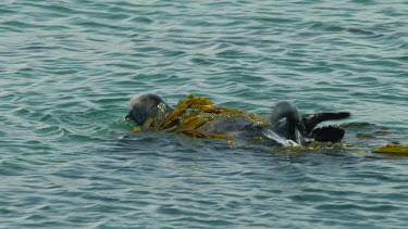 Sea Otter grooming and rolling in kelp, Morro Bay, CA