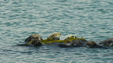 Sea Otter grooming and rolling in kelp, Morro Bay, CA