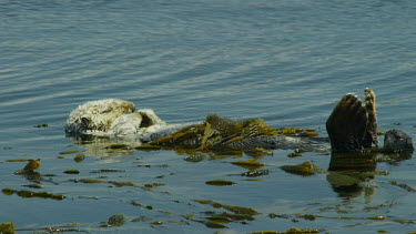 Sea Otter Sleeping, Morro Bay, CA