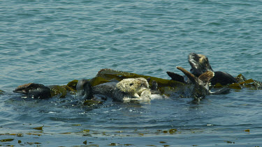 CM0042-HH-0017169 Sea Otters grooming and rolling in kelp, Morro Bay, CA