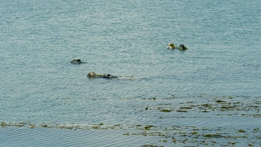 Wide Establisher of thee otters, Morro Bay, CA