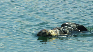 Mother and Baby Sea Otters, Morro Bay, CA