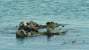 Sea Otters grooming and rolling in kelp, Morro Bay, CA