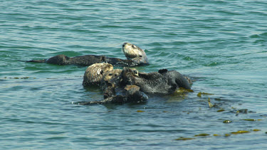 Mother and Baby Sea Otters, Morro Bay, CA