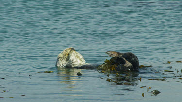 Sea Otter grooming his fur, Morro Bay, CA