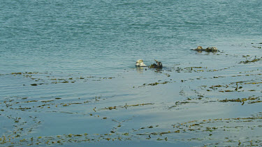 Wide of Sea Otter grooming his fur, Morro Bay, CA