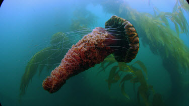 Black Sea Nettle Jellyfish (Chrysaora achlyos)