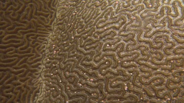 coral spawning