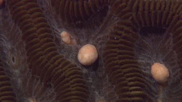 brain coral spawning