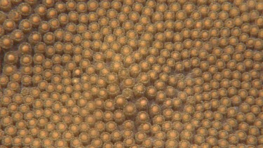 coral spawning