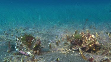 Pike blenny displaying to each other to keep territory