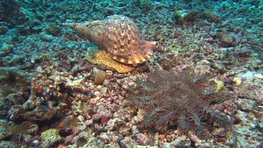 Cone Shell snail hunting