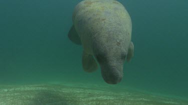 Manatee swimming close to camera, feeding on seagrass. Walks on flippers.