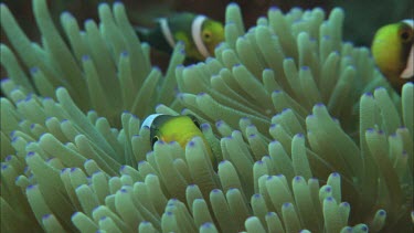 Anemone. Anemonefish of different colours, orange, yellow, black and white stripes.  taking shelter in the anemone. Fanning fins.