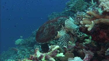 Hawkesbill Turtle feeding on Sponges.