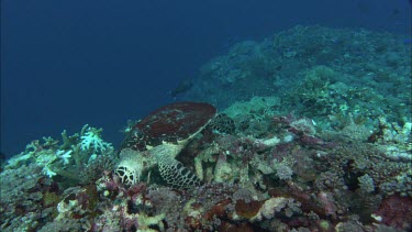 Hawkesbill Turtle feeding on Sponges.
