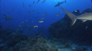 Caribbean reef sharks schooling. Swimming through rocky reef with other schools of colourful yellow fish.